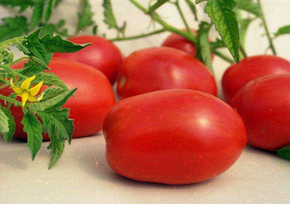 Сорта помидоров с фото и описанием