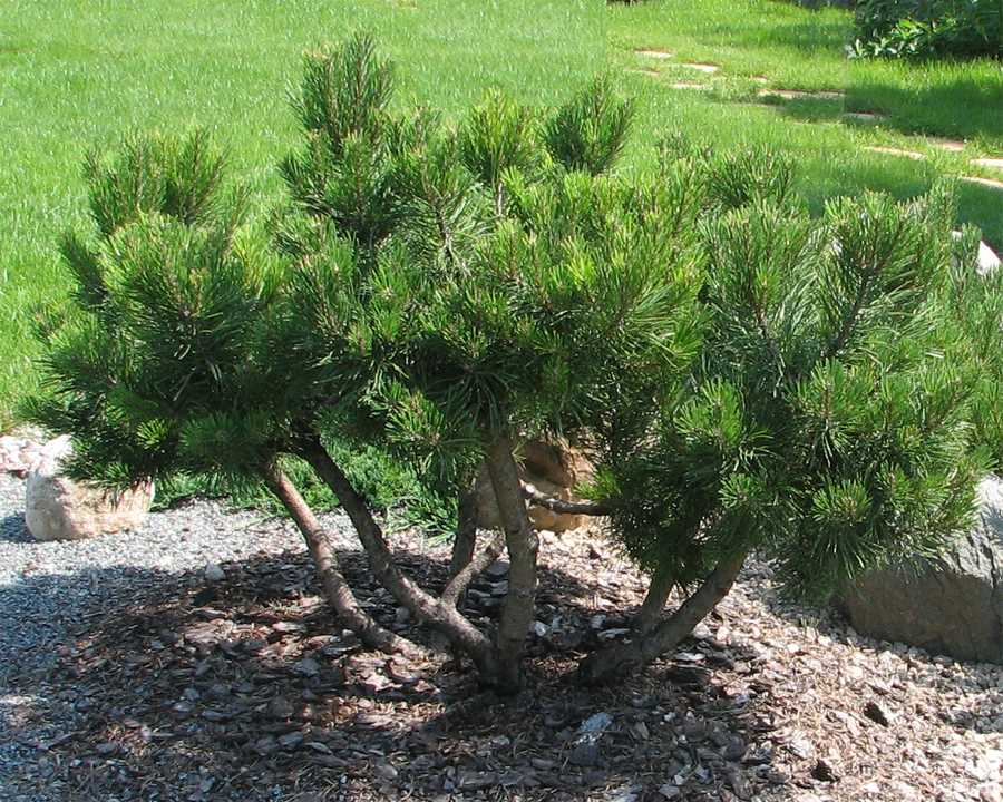 Pinus mugo chameleon