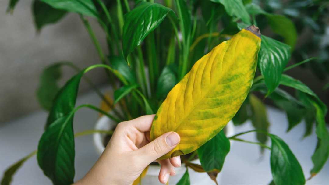 Причины желтения листьев спатифиллума
