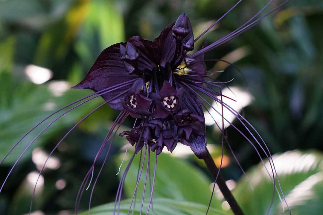 Черная орхидея такка: популярные сорта и виды