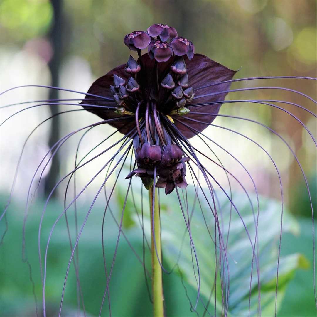 Особенности цветения черной орхидеи такка: