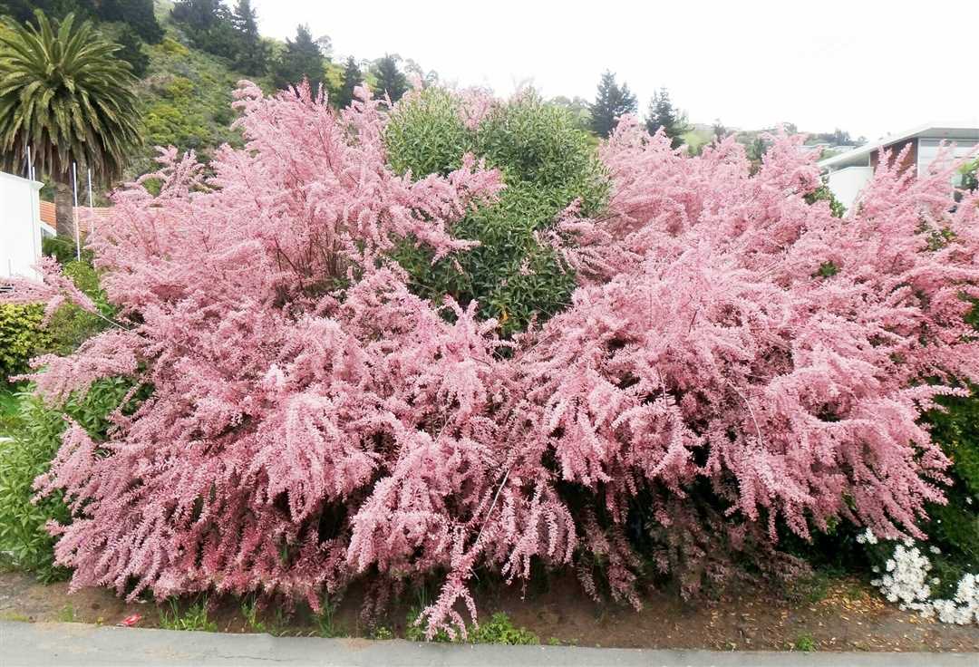 Преимущества cascaden pink tamarix ramosissima