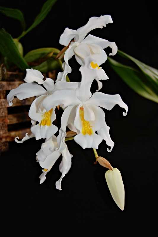 Орхидея целогина фото