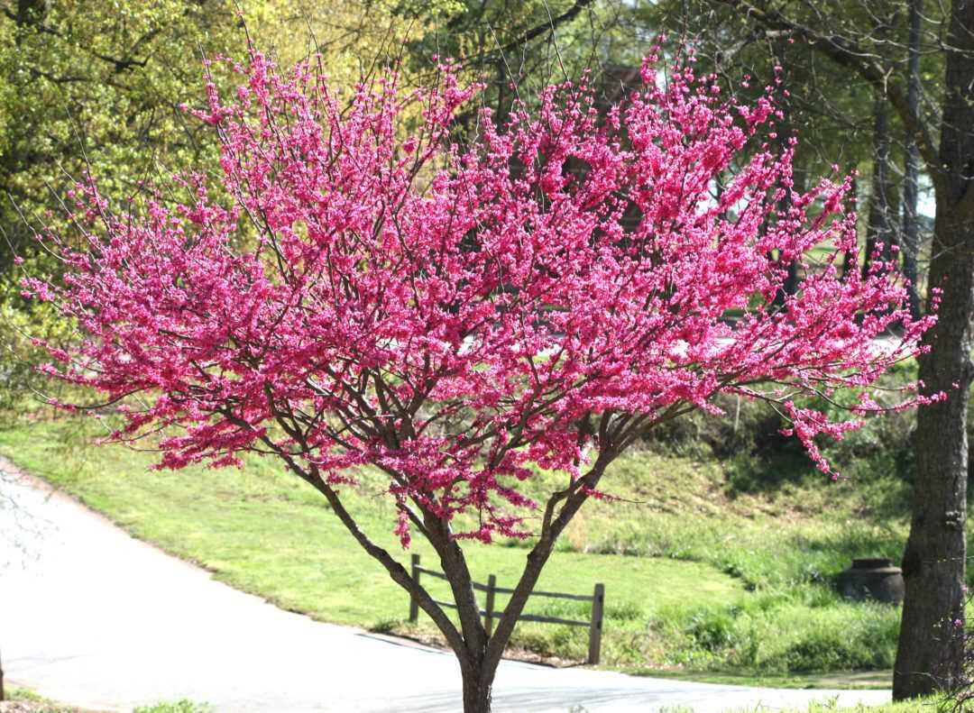 Сиреневое дерево церцис: особенности сиреневых цветов