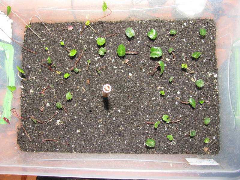 Как вырастить цикламена из семян
