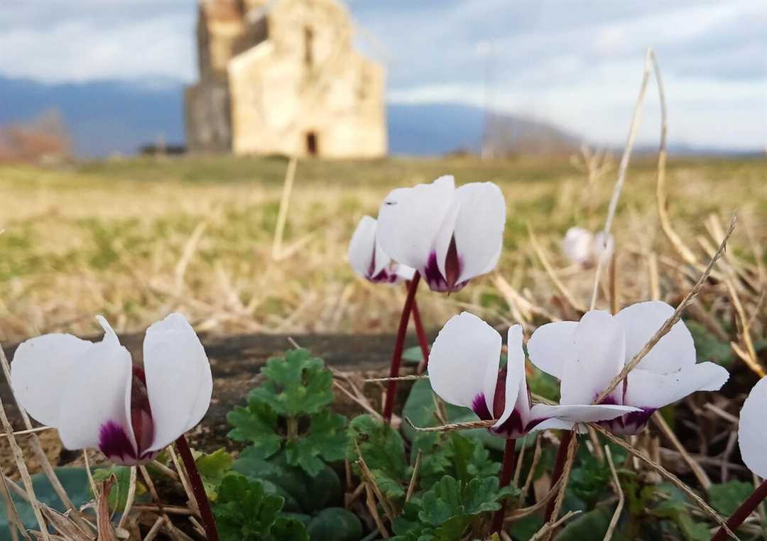 Цикламен кавказский: фотографии, виды и особенности