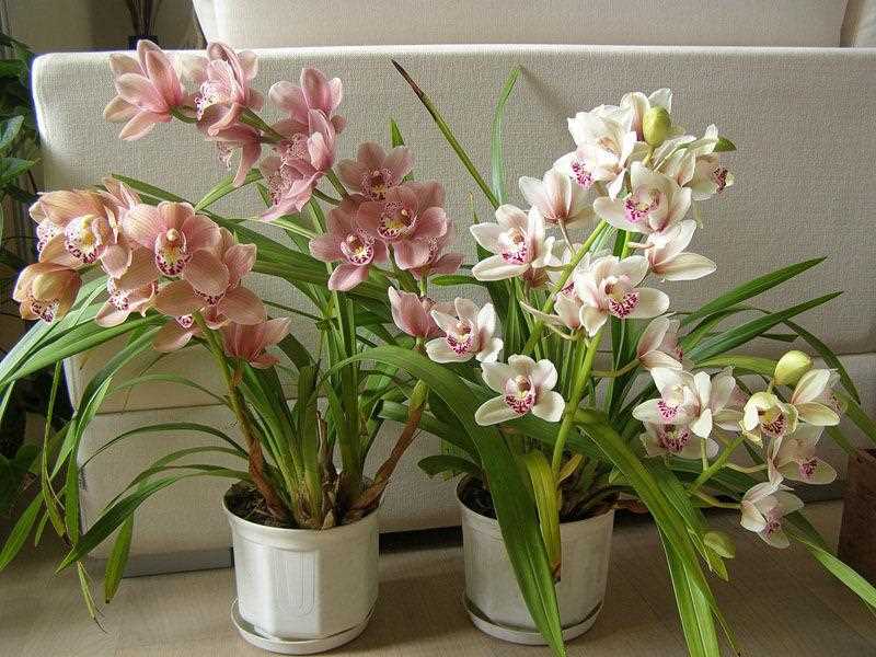 Орхидея с красивым цветением