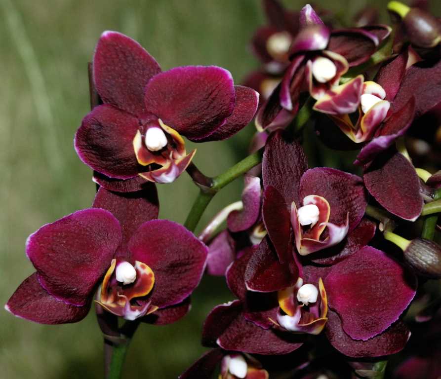 Темная орхидея и ее великолепный цвет