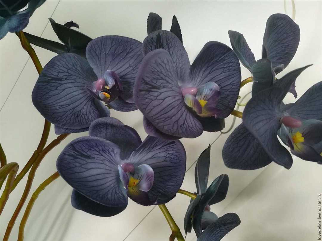 Темная орхидея: прекрасная флора ночи