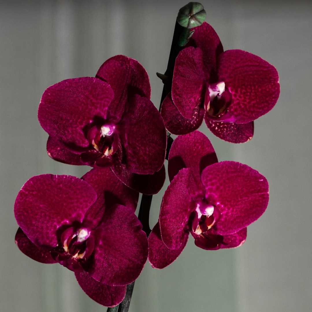 Темная орхидея в фотографиях