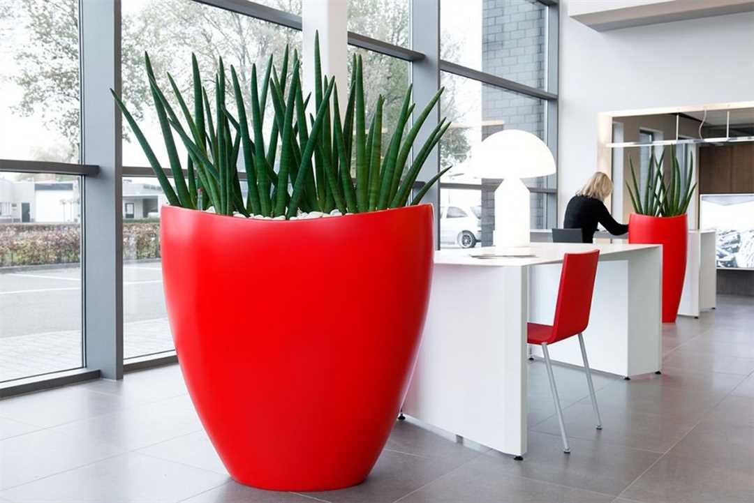 Растения для офиса: фото и названия