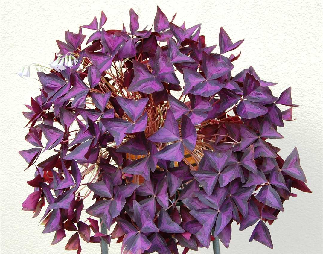 С чем можно сочетать кислицу с треугольными фиолетовыми листьями?