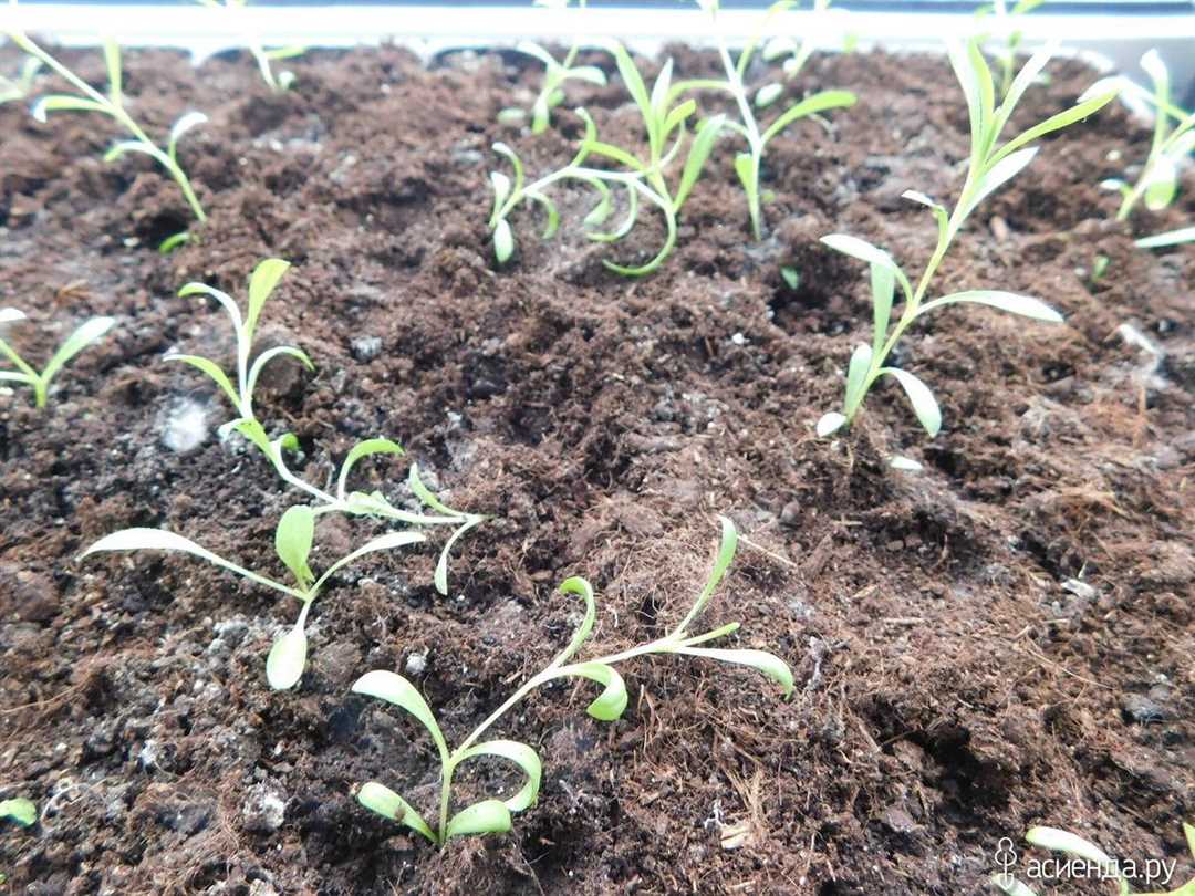 Турецкая гвоздика: выращивание из семян