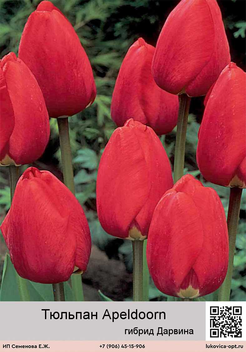 Тюльпан апельдорн элит: особенности и применение