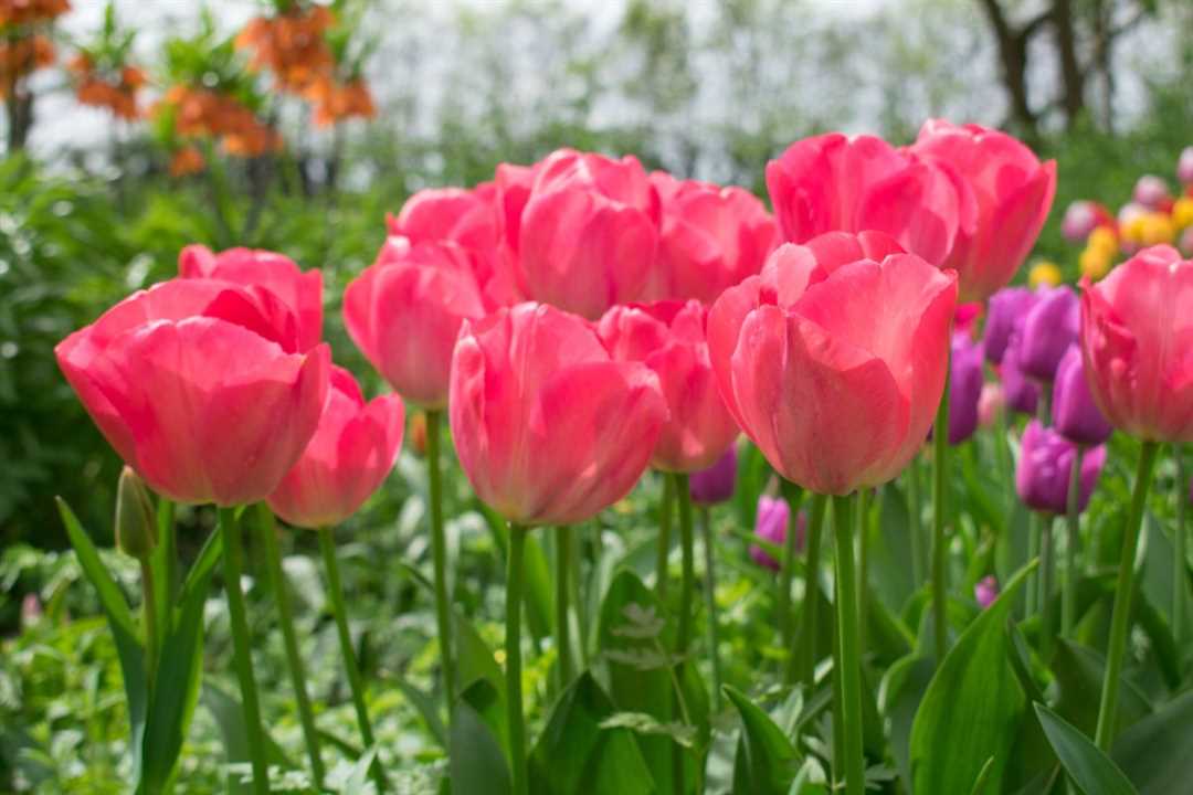 Тюльпаны ван эйк: яркое растение для вашего сада