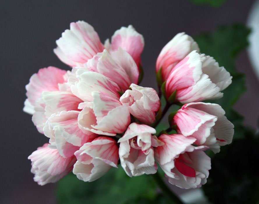 Фото сортов тюльпановидной пеларгонии
