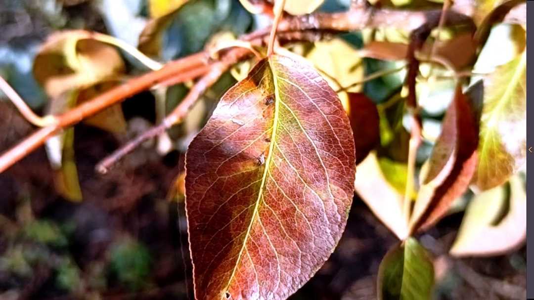 Как предотвратить появление красных листьев на груше?