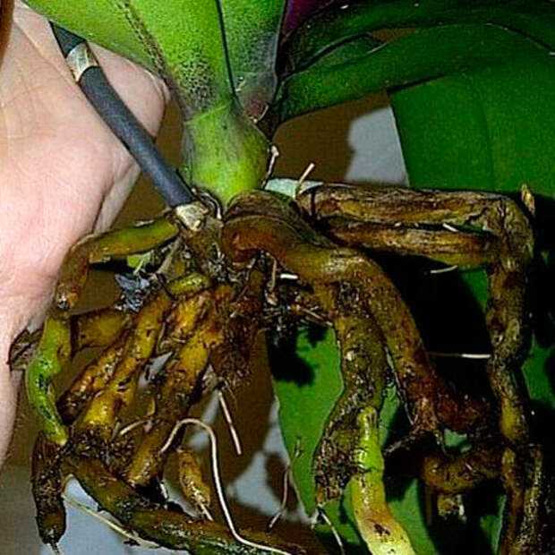 Как восстановить корни орхидеи после гниения