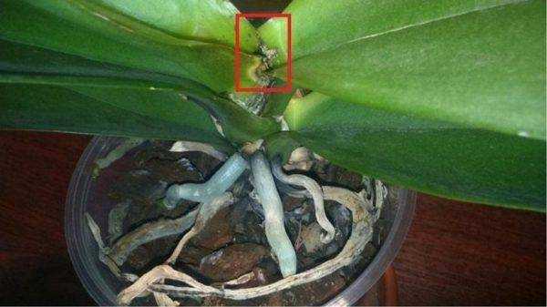 Высох цветонос у орхидеи: что делать
