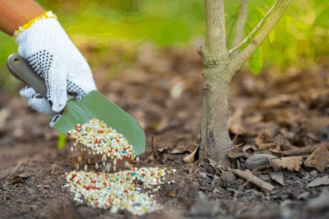 Подкормка фруктовых деревьев: эффективные способы