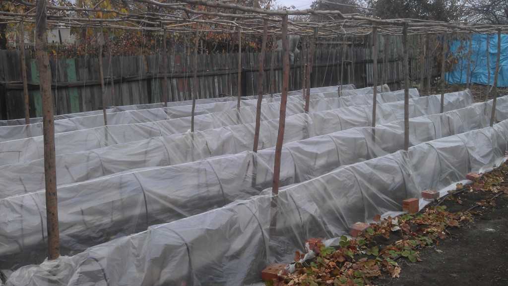 Укрывной материал для винограда на зиму: лучший выбор для сохранения растений