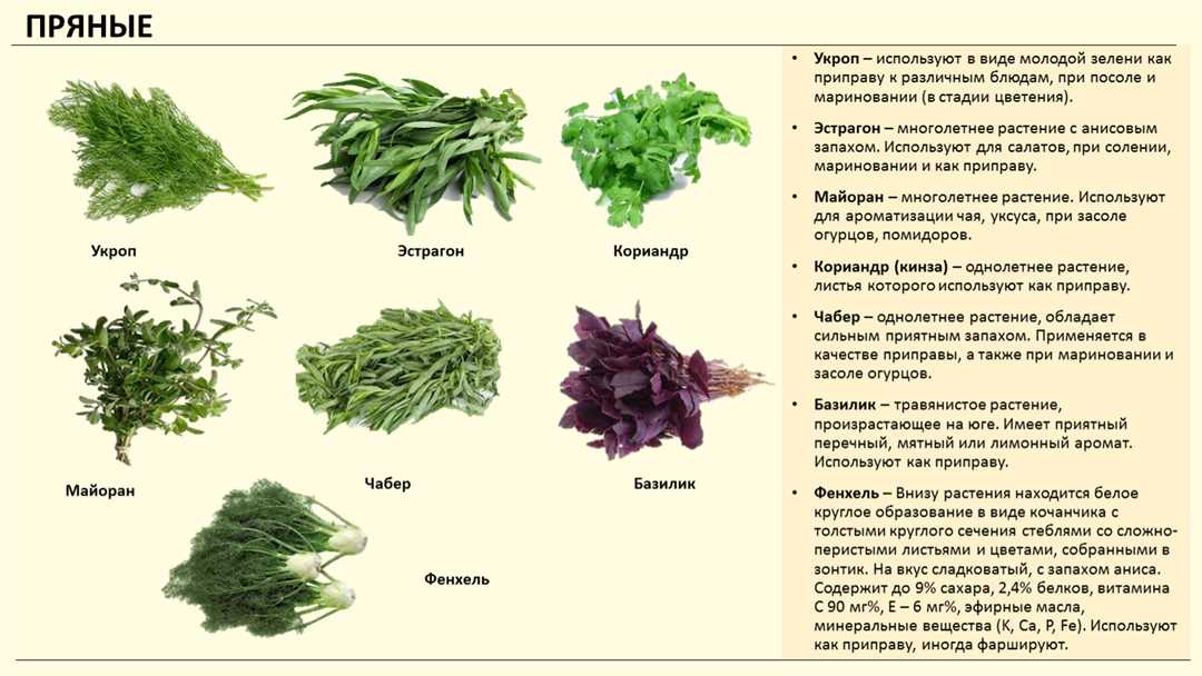Кустовой укроп: лучшие сорта для выращивания