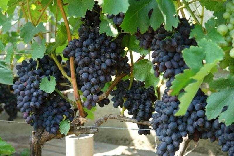 Самые устойчивые сорта винограда