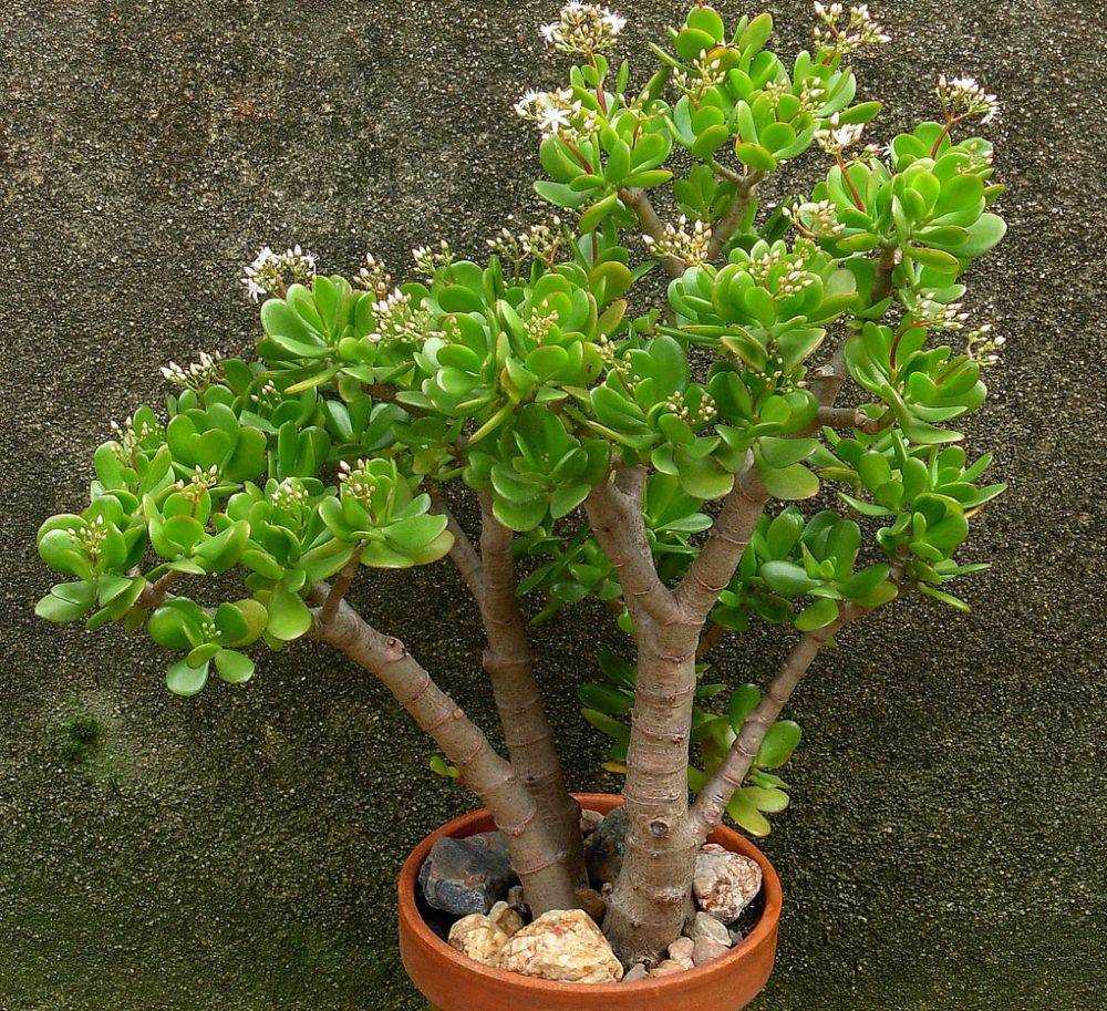 Крассула сансет: прекрасное денежное дерево в вашей коллекции