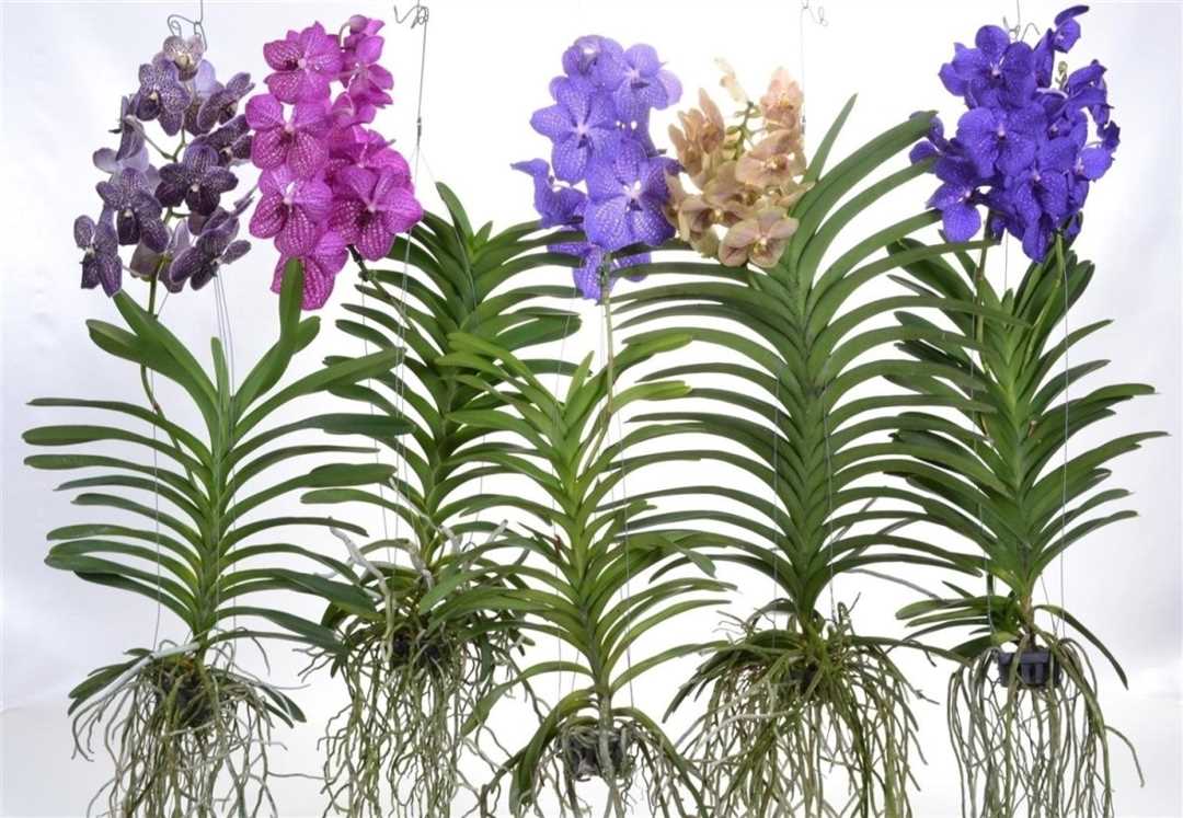 Орхидея ванда в вазе: параметры и условия содержания