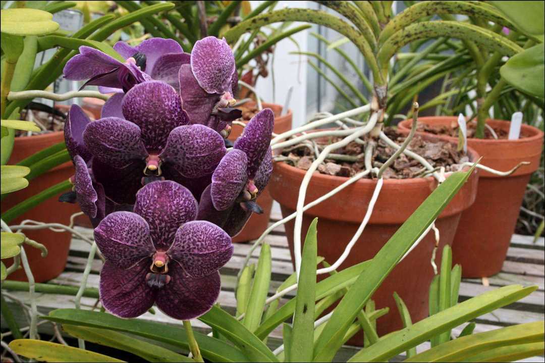 Как ухаживать за орхидеями в стеклянной вазе