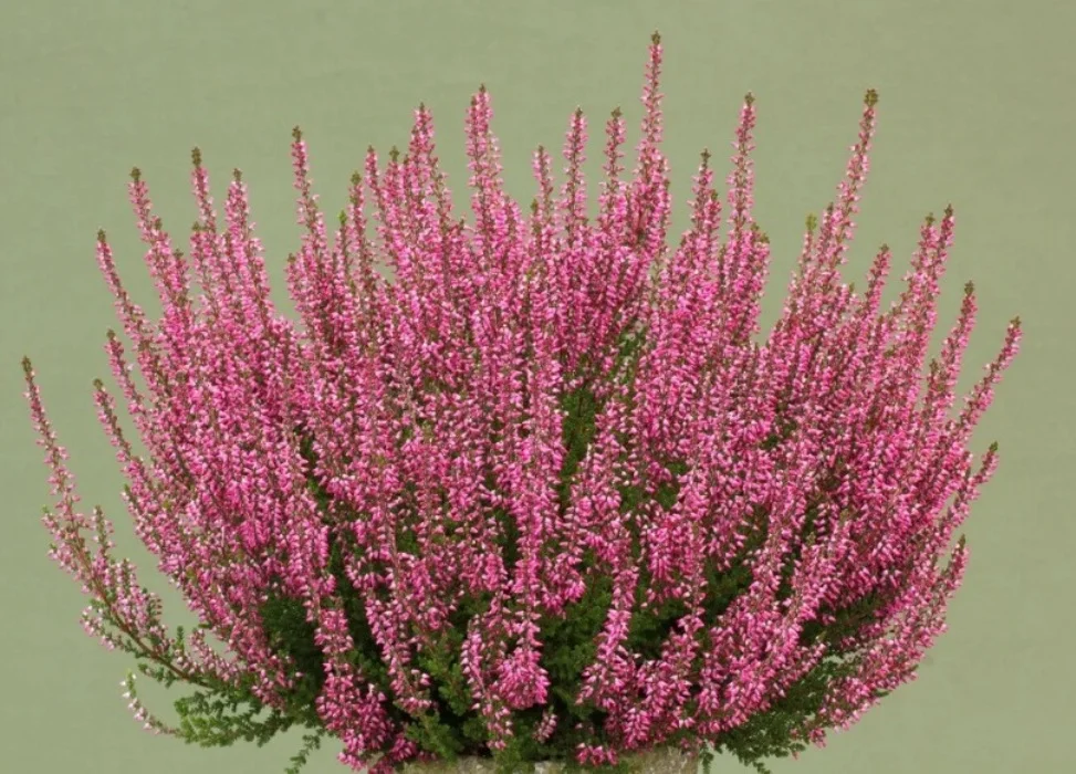 Бархатцы – роскошно цветущее растение средиземноморского происхождения