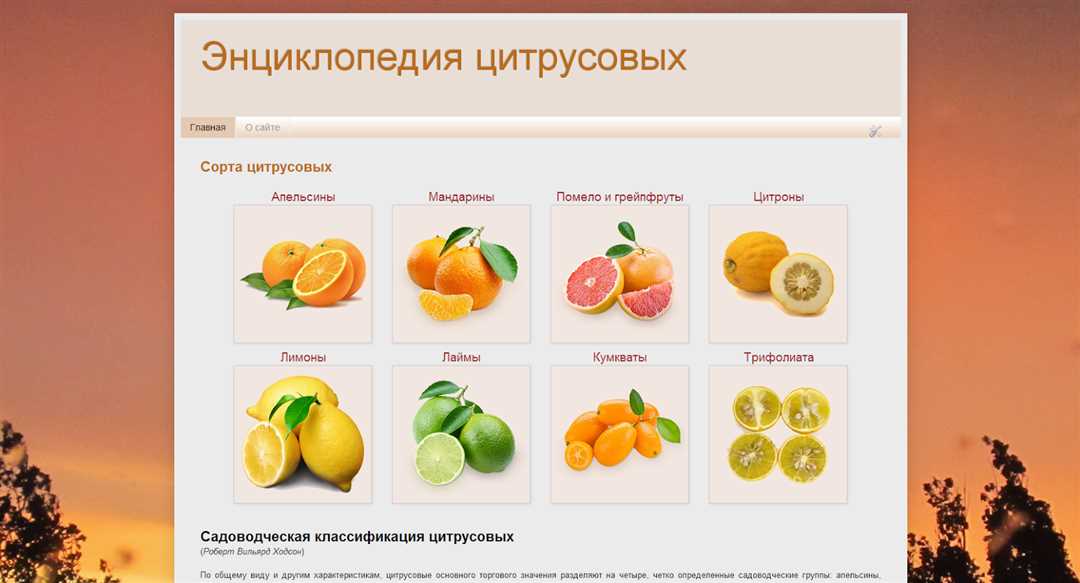 Названия цитрусовых фруктов
