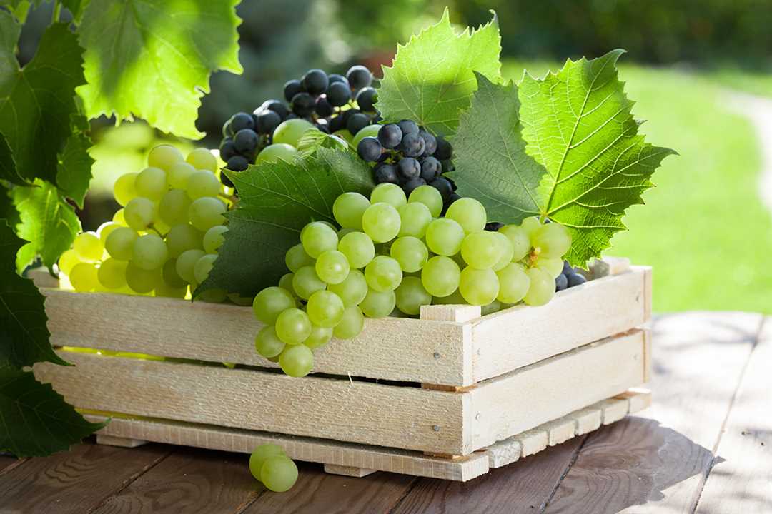 Размножение виноградовой лозы