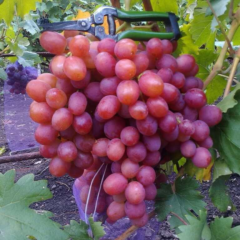 Фото сорта винограда Анюта