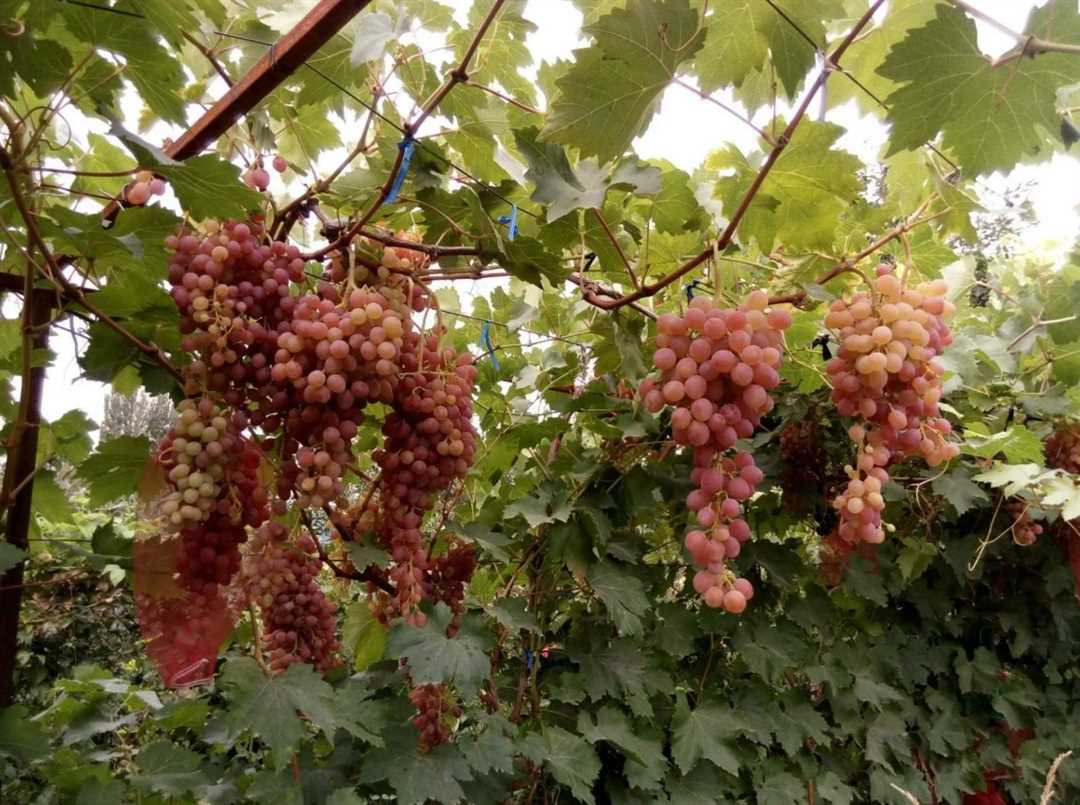 Сорт винограда кишмиш: основные характеристики и рекомендации по выращиванию