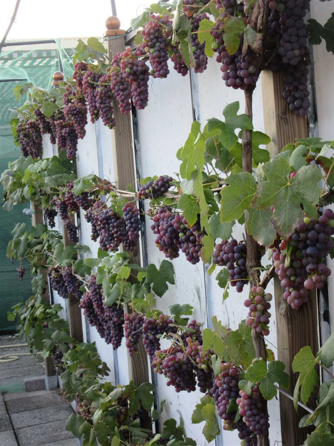 Проблемы и болезни винограда: как бороться с ними в саду