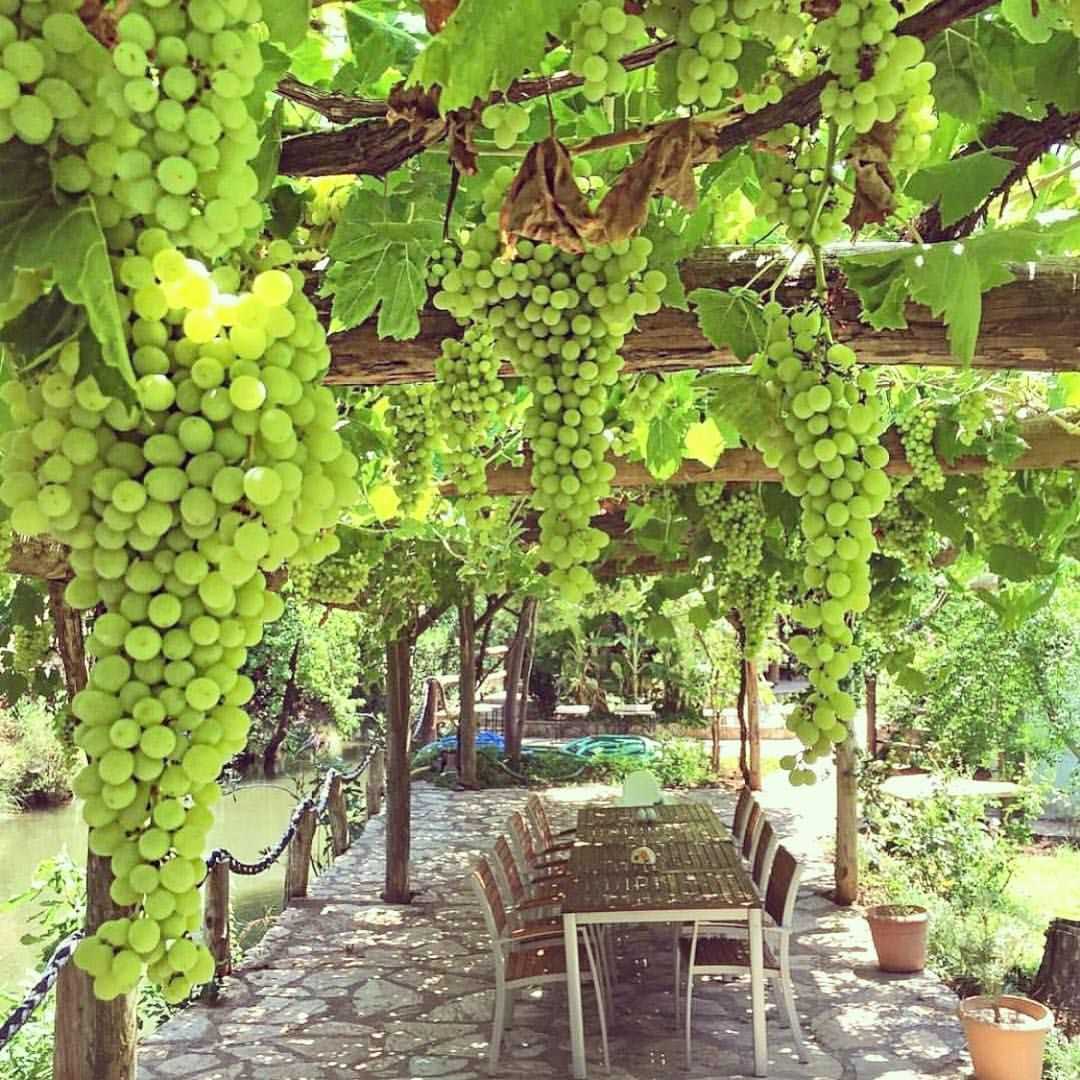 Виноград в саду: фото прекрасных садов с виноградом