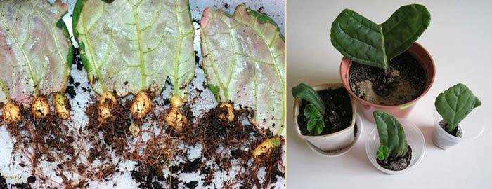 Выращивание глоксинии из листа
