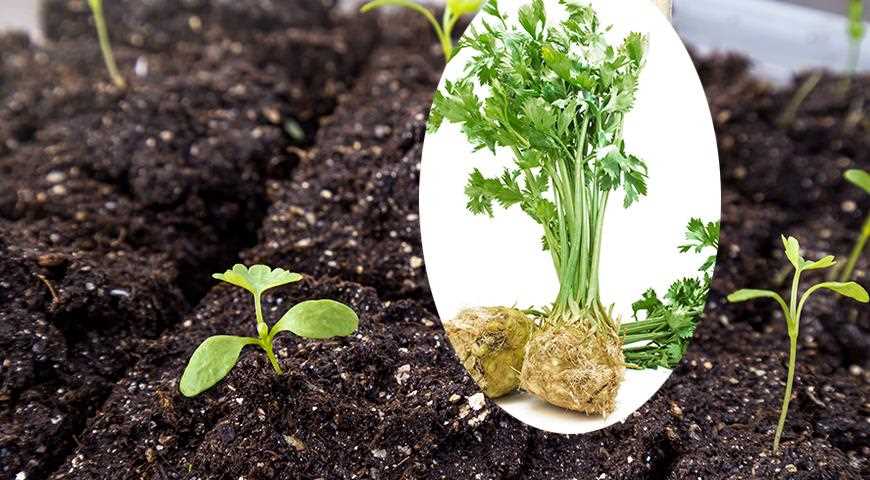 Семена или черенки - каким образом лучше выращивать?