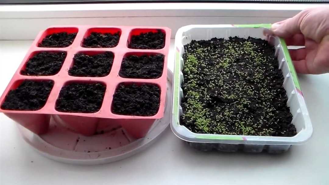 Видео: как вырастить лобелию из семян в домашних условиях