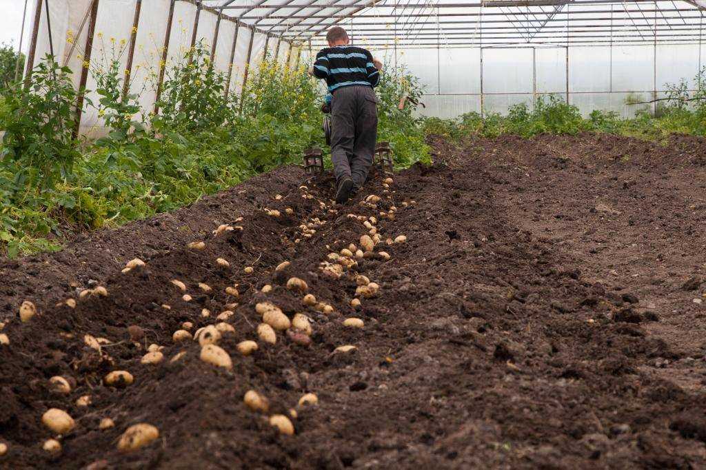 Как вырастить ранний картофель