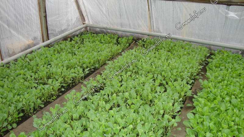 Цветная капуста в теплице: выращивание рассады