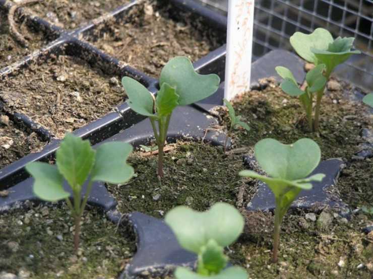 Выращивание рассады цветной капусты в домашних условиях