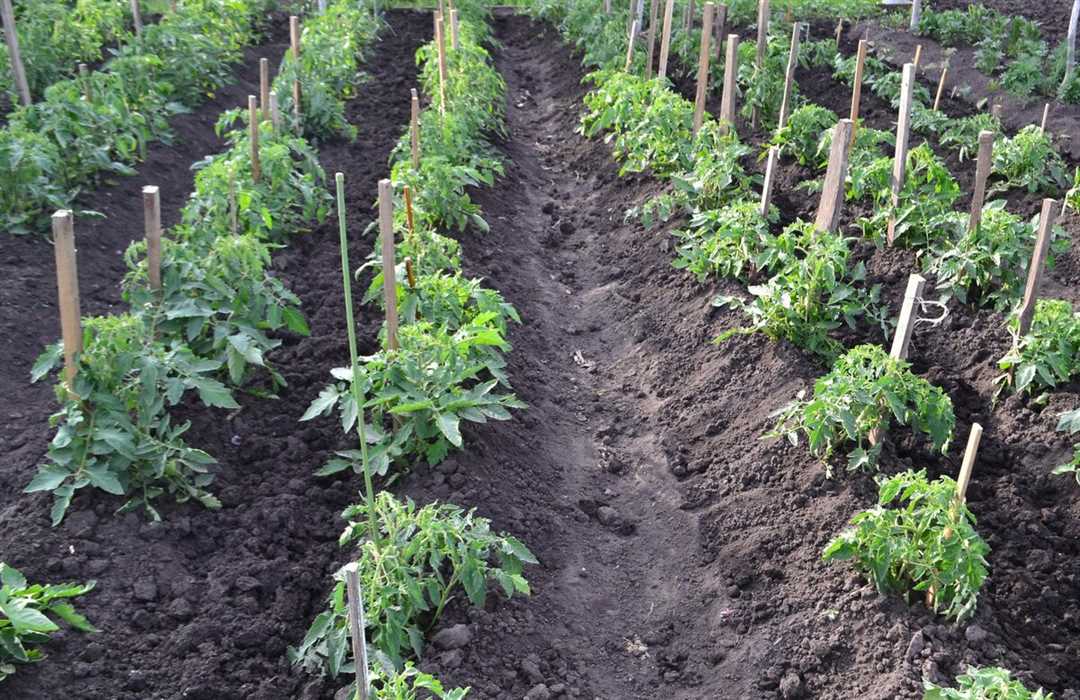 Подготовка почвы для выращивания томатов