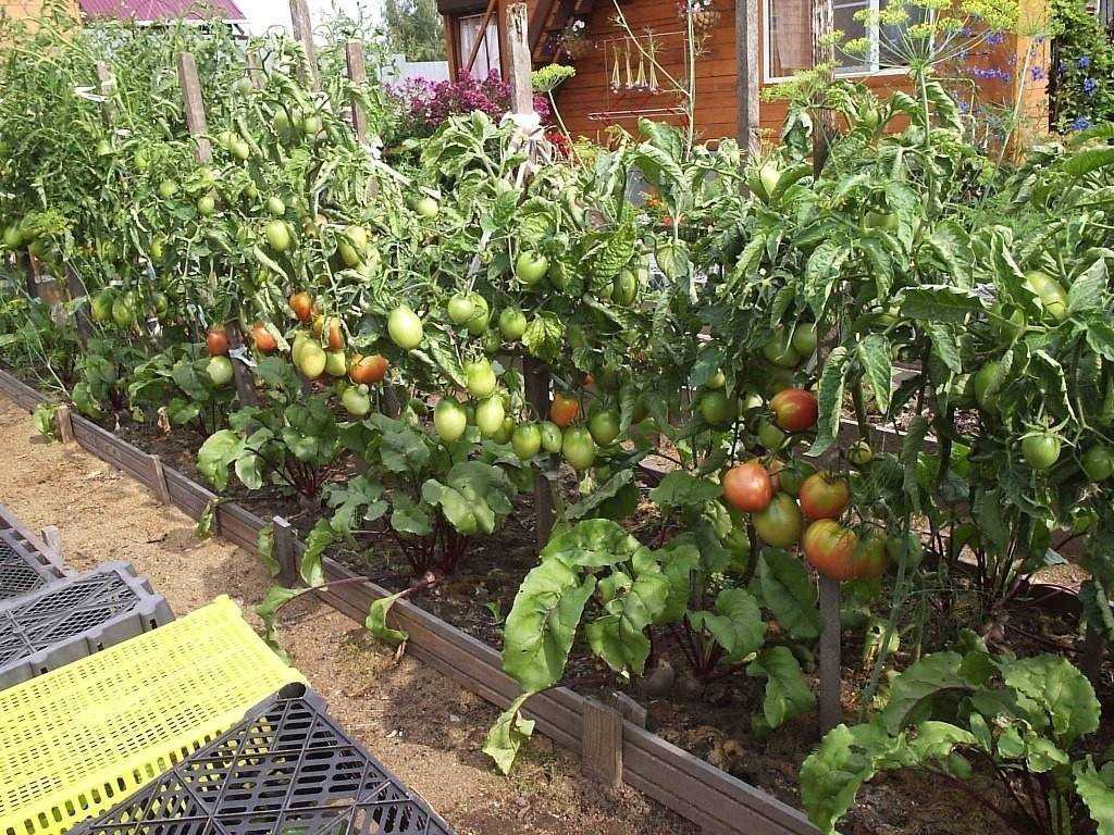 Технология возделывания томатов в открытом грунте