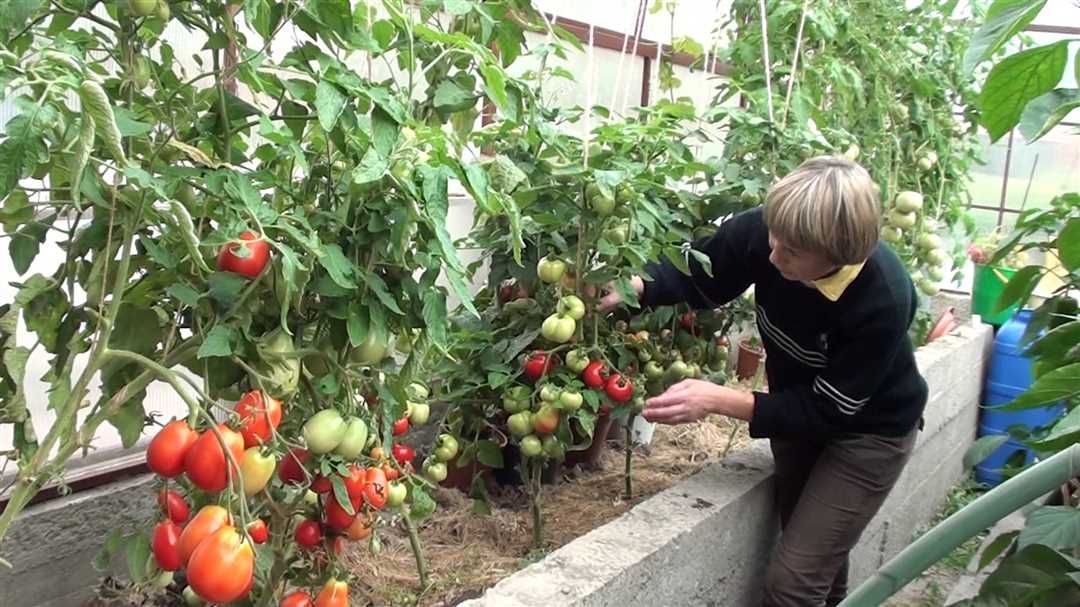 Борьба с болезнями и вредителями томатов в теплице