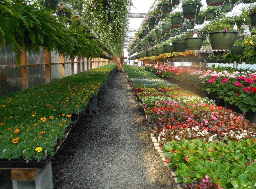 Выращивание цветов в теплице: уход и регулирование