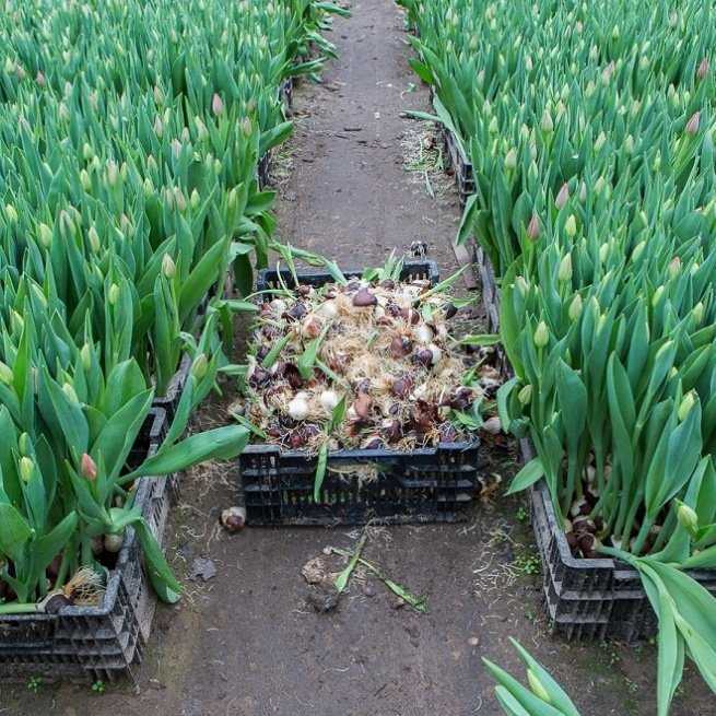 Почва для тюльпанов