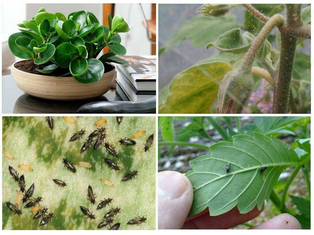 Как бороться с вредителями комнатных растений: советы и рекомендации