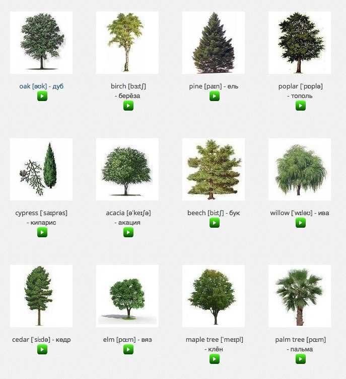 Примеры хвойных деревьев на 